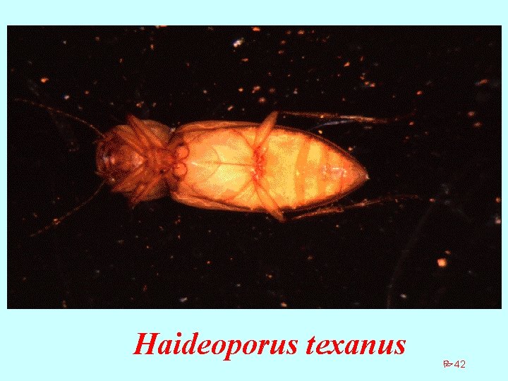 Haideoporus texanus P 42 