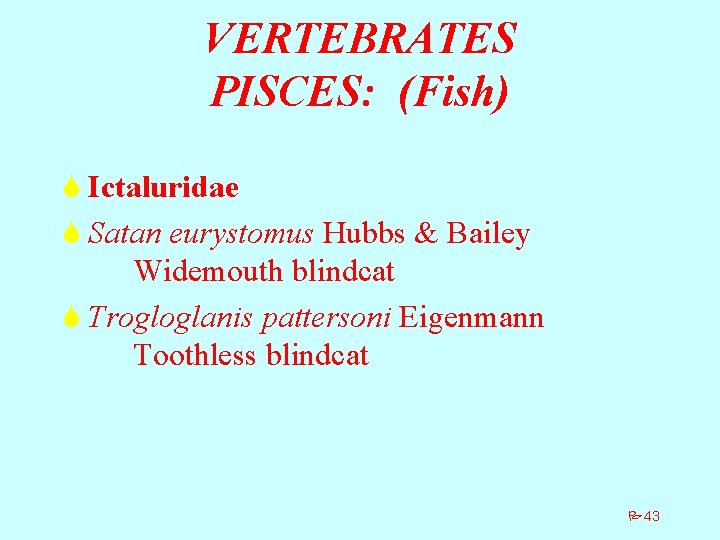 VERTEBRATES PISCES: (Fish) S Ictaluridae S Satan eurystomus Hubbs & Bailey Widemouth blindcat S
