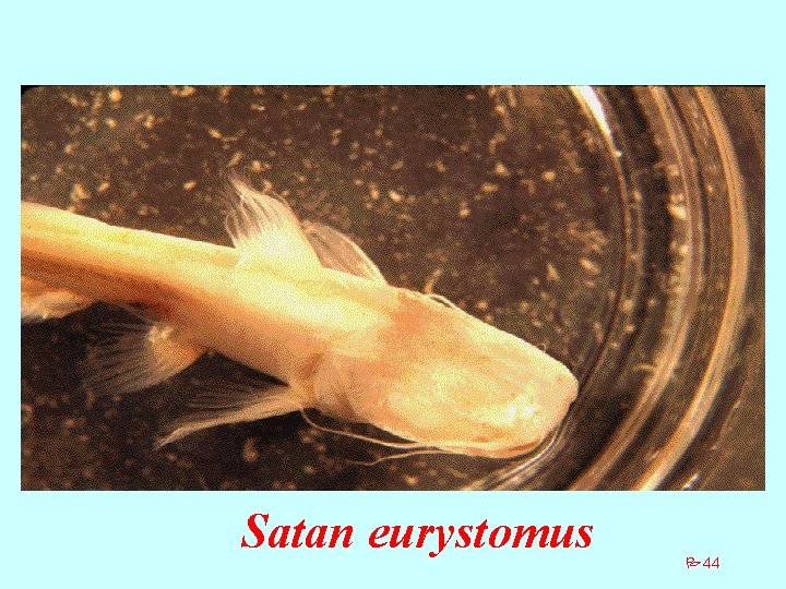 Satan eurystomus P 44 