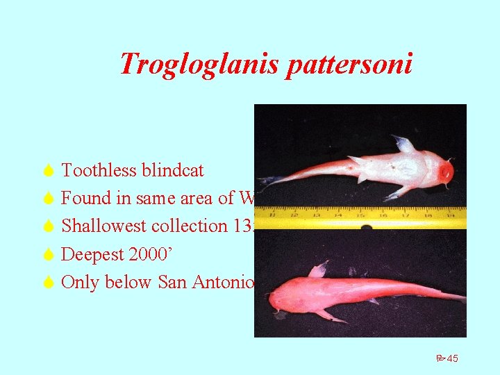 Trogloglanis pattersoni S Toothless blindcat S Found in same area of Widemouth Blindcat S
