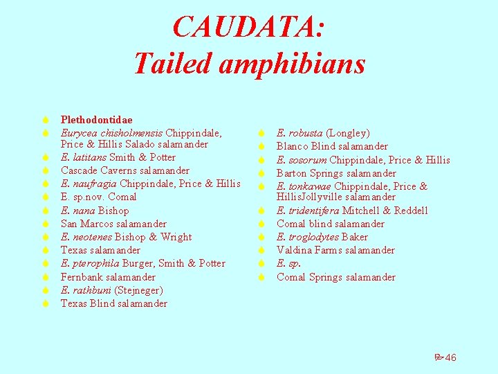 CAUDATA: Tailed amphibians S Plethodontidae S Eurycea chisholmensis Chippindale, Price & Hillis Salado salamander