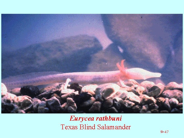 Eurycea rathbuni Texas Blind Salamander P 47 