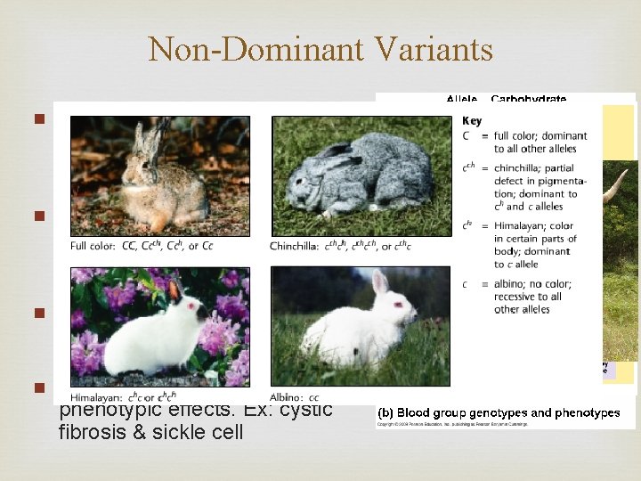 Non-Dominant Variants ■ Incomplete dominance: blending appearance between the phenotypes of 2 alleles. Ex: