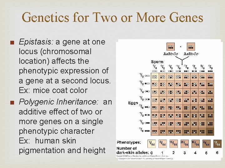 Genetics for Two or More Genes ■ Epistasis: a gene at one locus (chromosomal