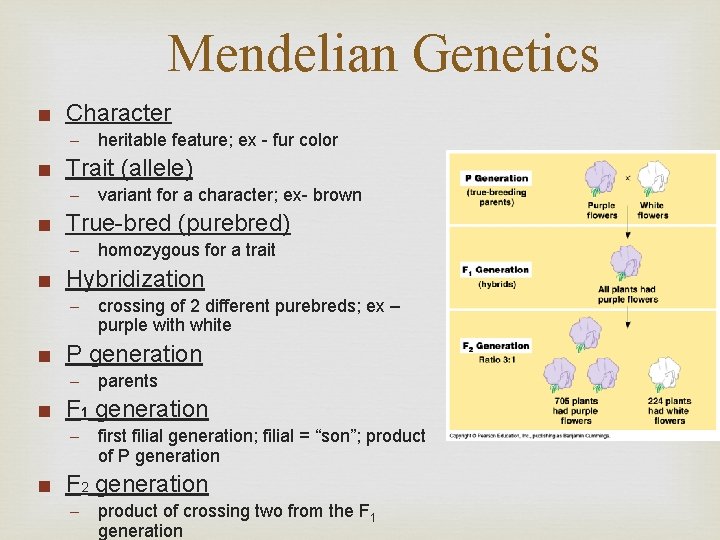 Mendelian Genetics ■ Character - heritable feature; ex - fur color ■ Trait (allele)