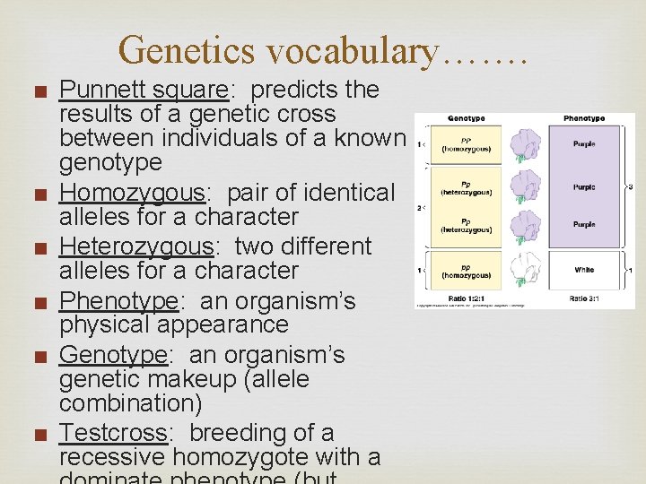Genetics vocabulary……. ■ Punnett square: predicts the results of a genetic cross between individuals