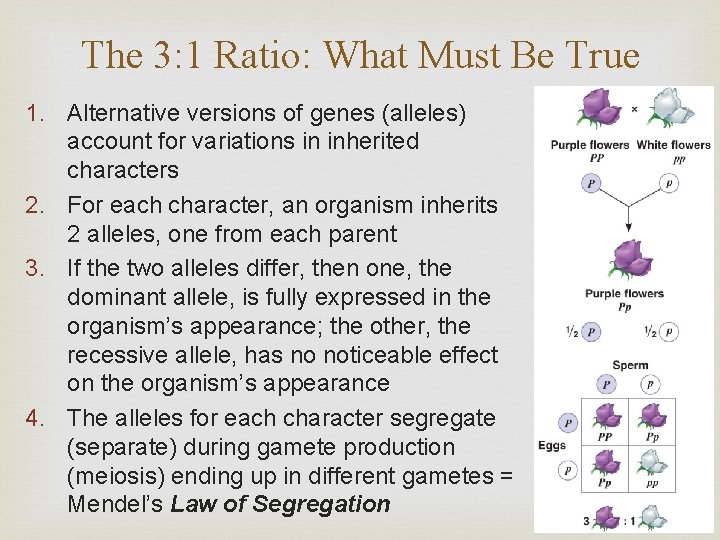The 3: 1 Ratio: What Must Be True 1. Alternative versions of genes (alleles)