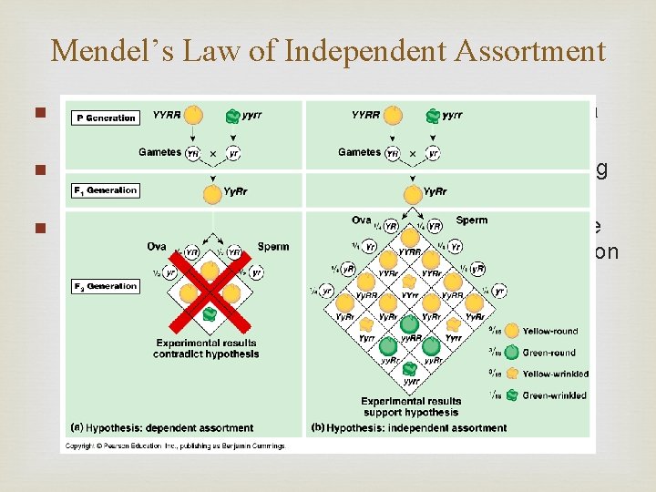 Mendel’s Law of Independent Assortment ■ Mendel derived the Law of Segregation from following