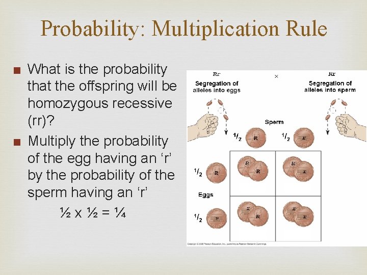 Probability: Multiplication Rule ■ What is the probability that the offspring will be homozygous