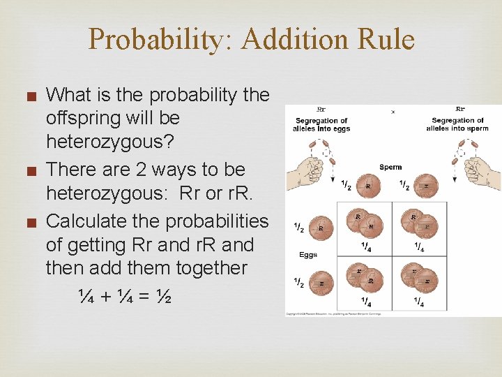 Probability: Addition Rule ■ What is the probability the offspring will be heterozygous? ■