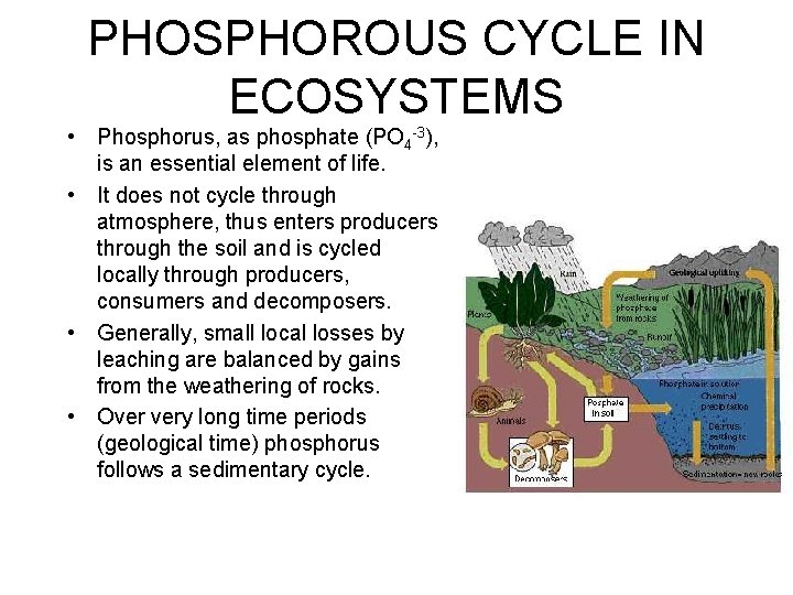 PHOSPHOROUS CYCLE IN ECOSYSTEMS • Phosphorus, as phosphate (PO 4 -3), is an essential