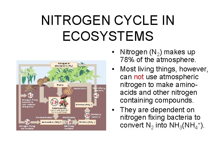 NITROGEN CYCLE IN ECOSYSTEMS • Nitrogen (N 2) makes up 78% of the atmosphere.