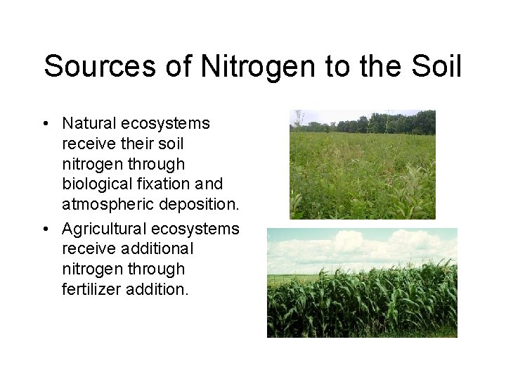 Sources of Nitrogen to the Soil • Natural ecosystems receive their soil nitrogen through