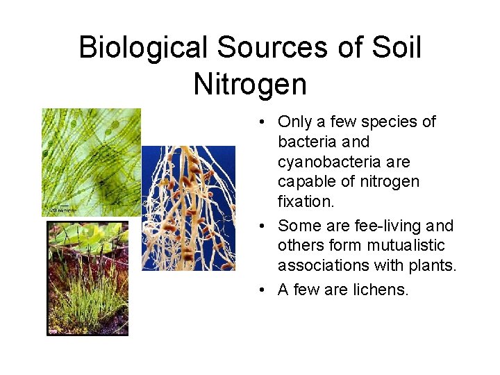 Biological Sources of Soil Nitrogen • Only a few species of bacteria and cyanobacteria