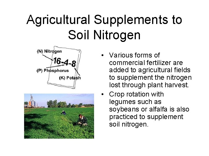 Agricultural Supplements to Soil Nitrogen • Various forms of commercial fertilizer are added to