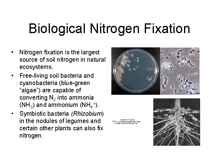 Biological Nitrogen Fixation • Nitrogen fixation is the largest source of soil nitrogen in