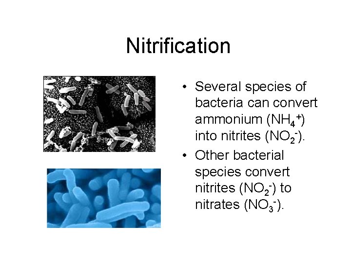 Nitrification • Several species of bacteria can convert ammonium (NH 4+) into nitrites (NO