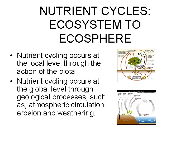 NUTRIENT CYCLES: ECOSYSTEM TO ECOSPHERE • Nutrient cycling occurs at the local level through
