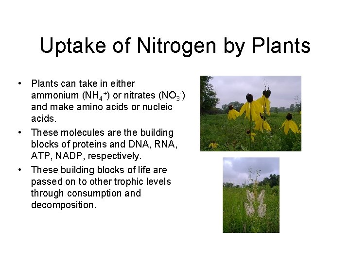 Uptake of Nitrogen by Plants • Plants can take in either ammonium (NH 4+)