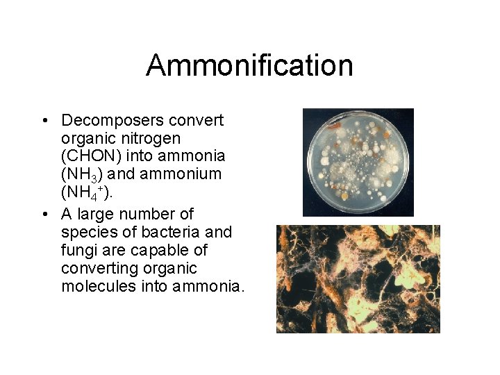Ammonification • Decomposers convert organic nitrogen (CHON) into ammonia (NH 3) and ammonium (NH