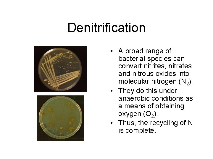 Denitrification • A broad range of bacterial species can convert nitrites, nitrates and nitrous