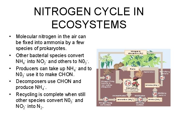 NITROGEN CYCLE IN ECOSYSTEMS • Molecular nitrogen in the air can be fixed into