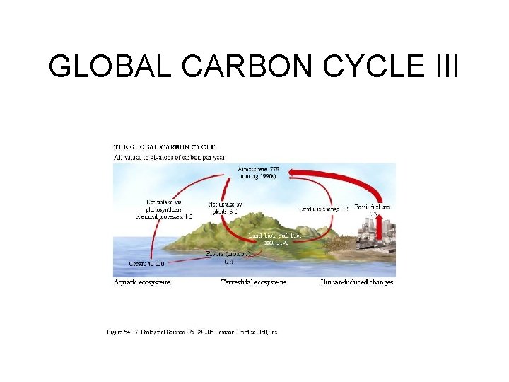 GLOBAL CARBON CYCLE III 
