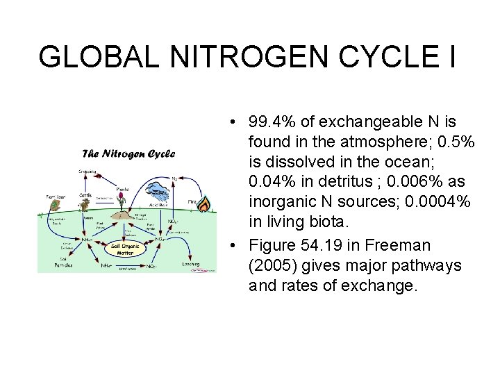GLOBAL NITROGEN CYCLE I • 99. 4% of exchangeable N is found in the