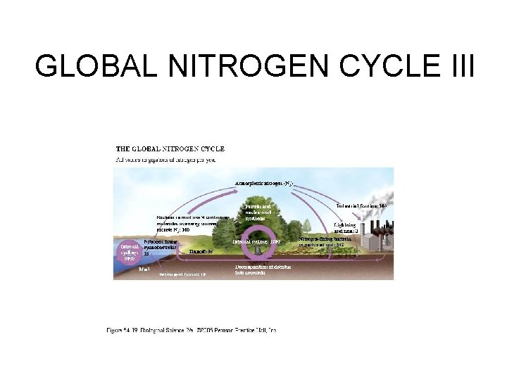 GLOBAL NITROGEN CYCLE III 
