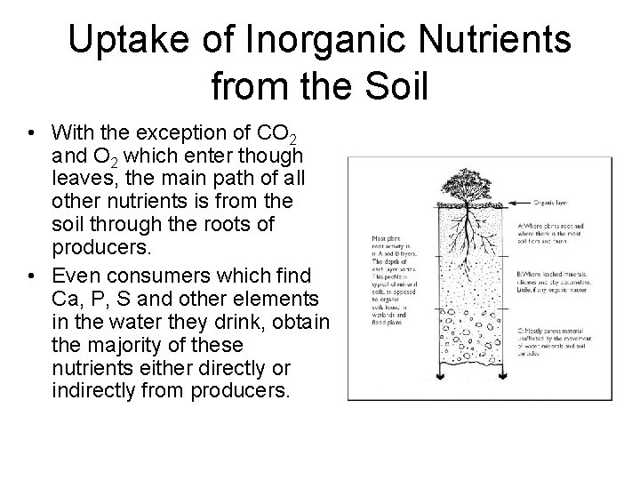 Uptake of Inorganic Nutrients from the Soil • With the exception of CO 2