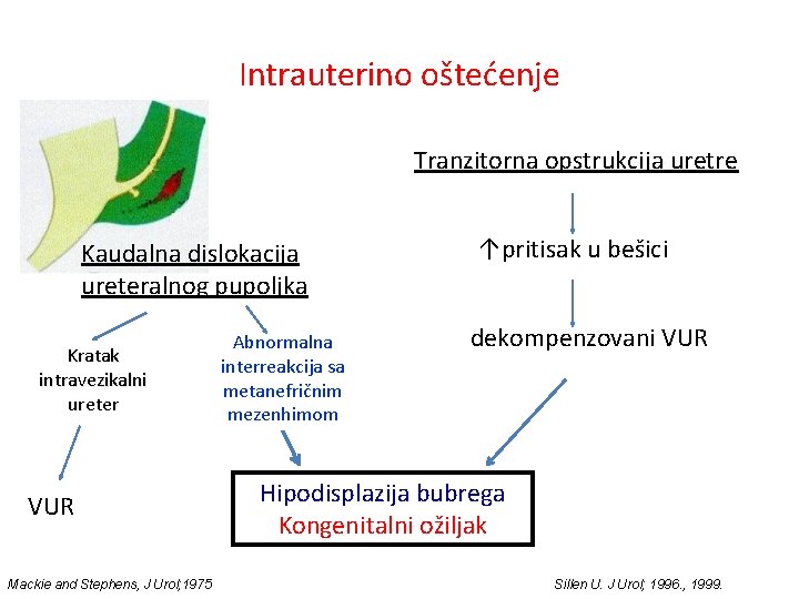 Intrauterino oštećenje Tranzitorna opstrukcija uretre Kaudalna dislokacija ureteralnog pupoljka Kratak intravezikalni ureter VUR Mackie