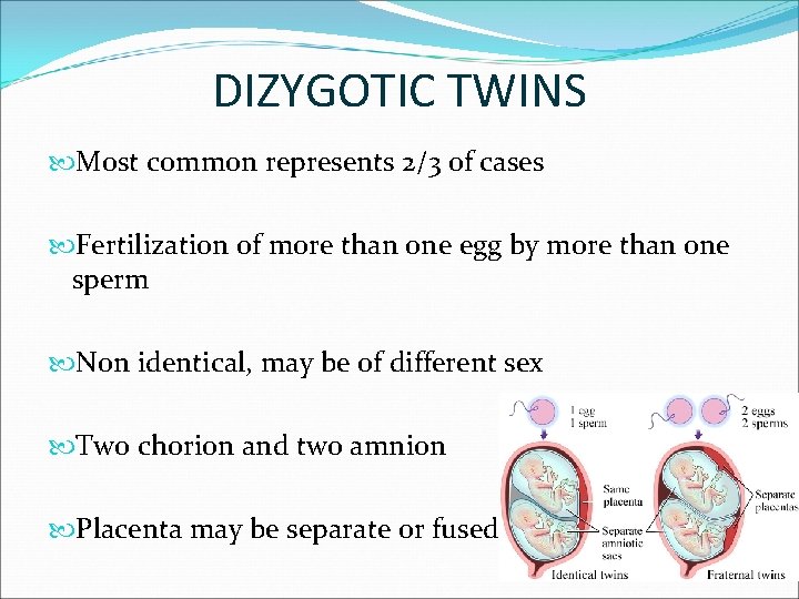 DIZYGOTIC TWINS Most common represents 2/3 of cases Fertilization of more than one egg