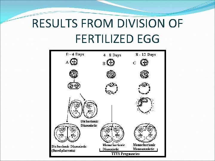 RESULTS FROM DIVISION OF FERTILIZED EGG 