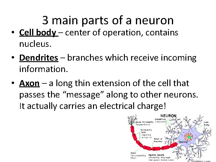 3 main parts of a neuron • Cell body – center of operation, contains