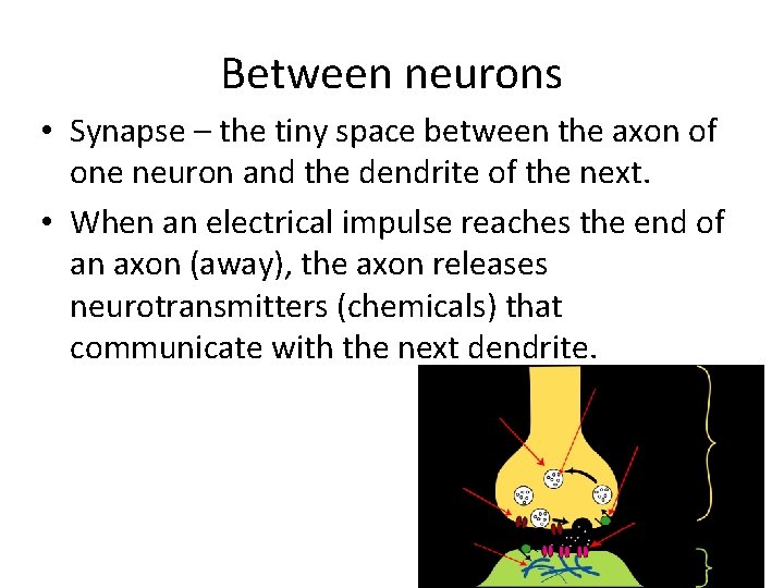 Between neurons • Synapse – the tiny space between the axon of one neuron