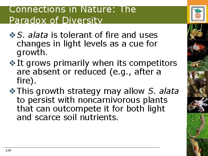 Connections in Nature: The Paradox of Diversity v S. alata is tolerant of fire