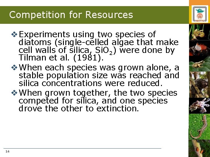 Competition for Resources v Experiments using two species of diatoms (single-celled algae that make