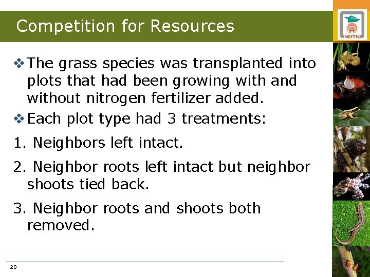 Competition for Resources v The grass species was transplanted into plots that had been