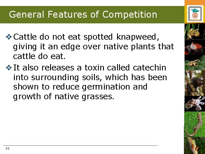 General Features of Competition v Cattle do not eat spotted knapweed, giving it an