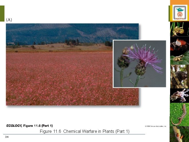 Figure 11. 6 Chemical Warfare in Plants (Part 1) 34 