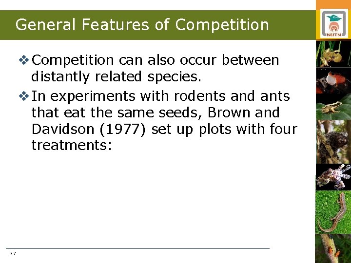 General Features of Competition v Competition can also occur between distantly related species. v