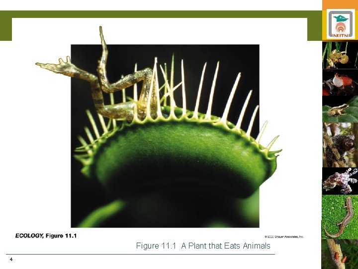 Figure 11. 1 A Plant that Eats Animals 4 