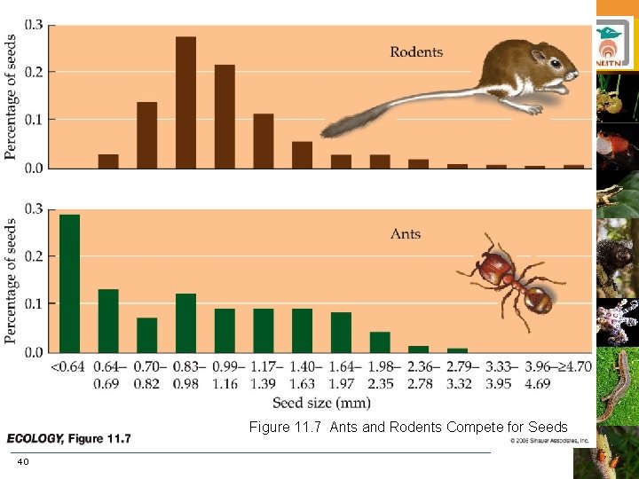 Figure 11. 7 Ants and Rodents Compete for Seeds 40 