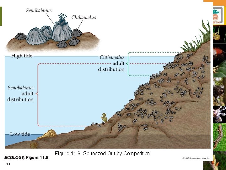 Figure 11. 8 Squeezed Out by Competition 44 