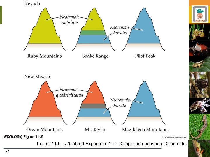 Figure 11. 9 A “Natural Experiment” on Competition between Chipmunks 48 