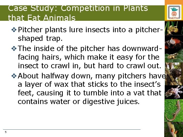 Case Study: Competition in Plants that Eat Animals v Pitcher plants lure insects into