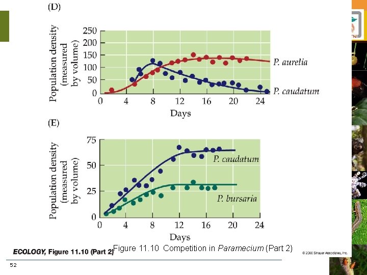 Figure 11. 10 Competition in Paramecium (Part 2) 52 