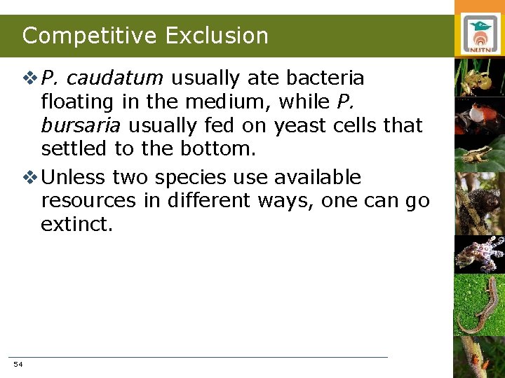 Competitive Exclusion v P. caudatum usually ate bacteria floating in the medium, while P.