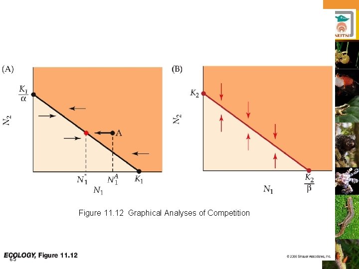 Figure 11. 12 Graphical Analyses of Competition 65 