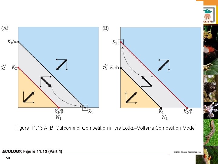 Figure 11. 13 A, B Outcome of Competition in the Lotka–Volterra Competition Model 68